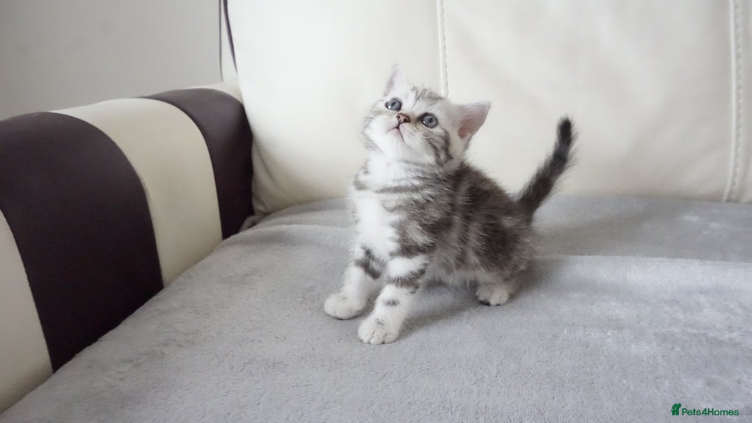 British Shorthair cats for sale: STUNNING British Shorthair Kittens Silver Tabbies - Image 23
