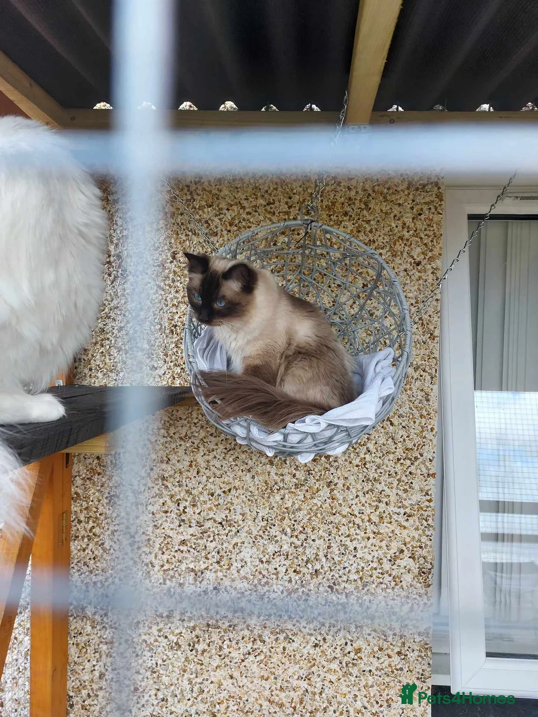 Ragdoll cats for sale: Ragdoll male 3 years old - Advert 2