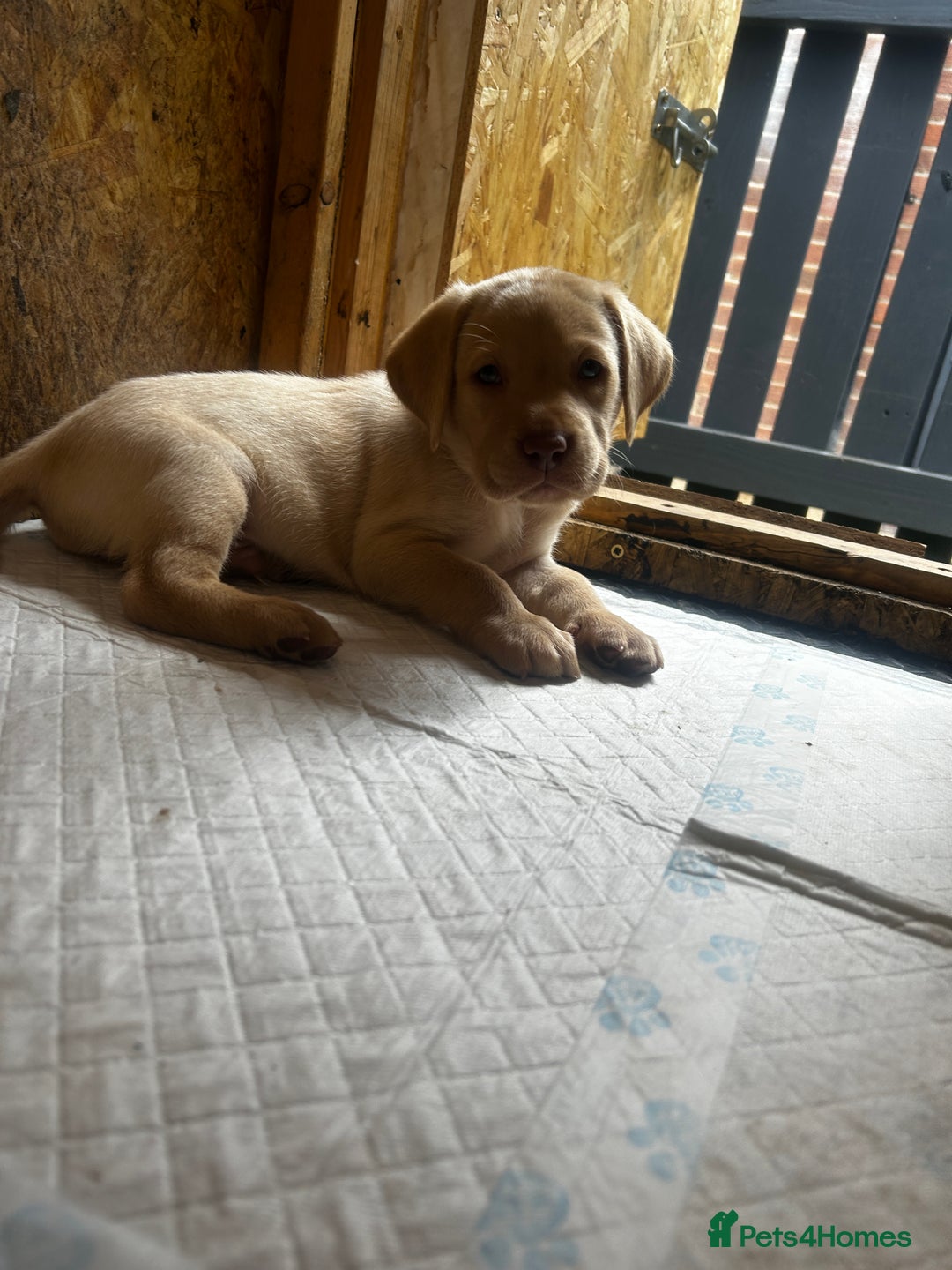 Labrador Retriever dogs for sale: Kc Registered Labradors ready to leave now - Image 19