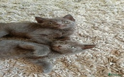 Russian Blue cats for sale: Adorable Silver Grey Russian blue kittens - Image 18