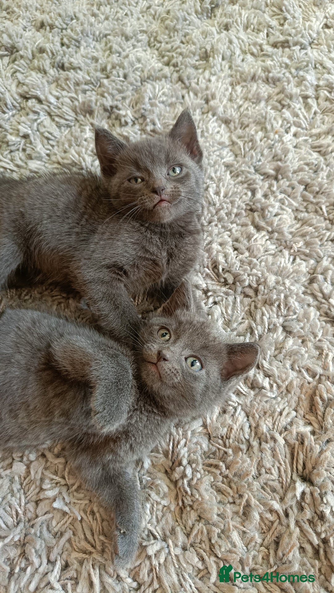 Russian Blue cats for sale: Adorable Silver Grey Russian blue kittens - Image 18