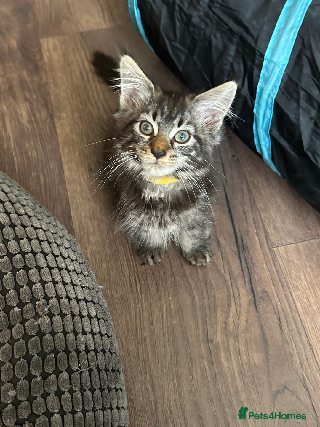 Maine Coon cats for sale: Stunning mainecoons  - Image 15