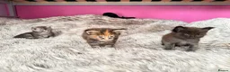 Maine Coon cats for sale: Giant Maine Coon male kittens TICA - Advert 6