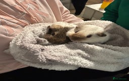 Guinea Pig rodents for sale: bonded male guinea pigs 8months  - Advert 8