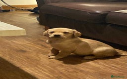 Labrador Retriever dogs for sale: Chunky Labradors ready now - Image 20