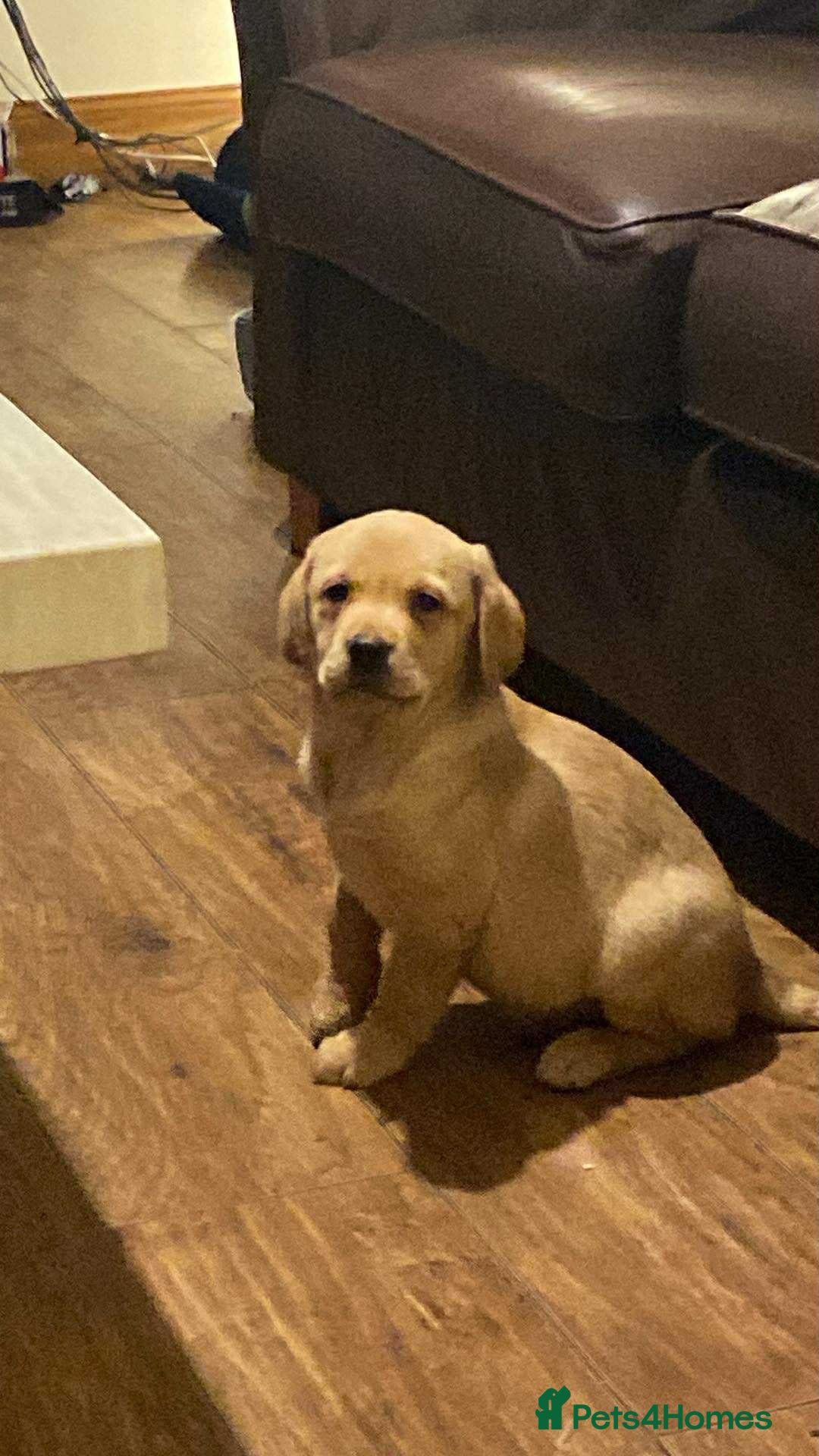 Labrador Retriever dogs for sale: Chunky Labradors ready now - Image 20