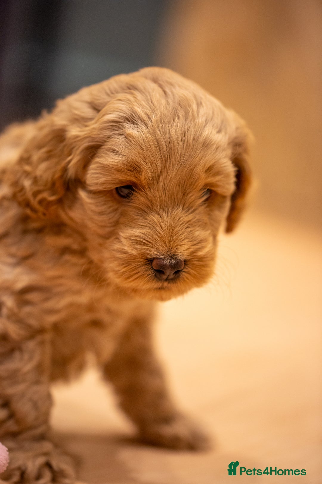 Cockapoo dogs for sale: Stunning F2b Miniature Cockapoos / Health Tested - Image 31