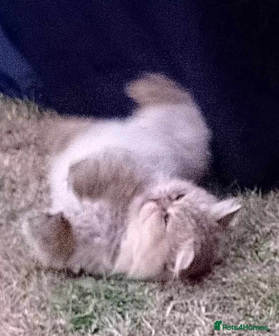 Persian cats for sale: Male Persian ginger cat - Advert 10