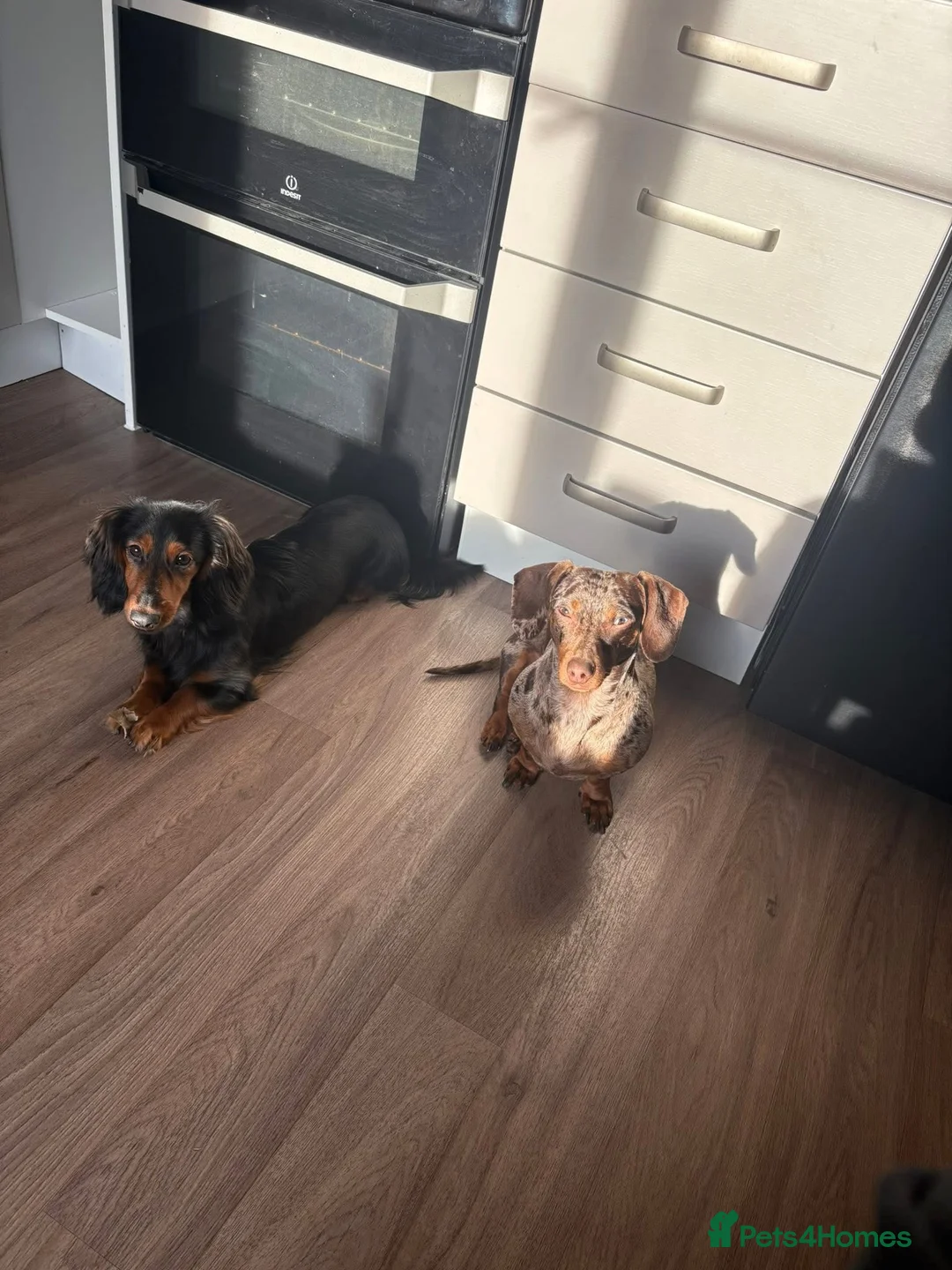 Miniature Dachshund dogs for sale: Mini dachshund girl 🎀 in Woodhall Spa - Advert 2