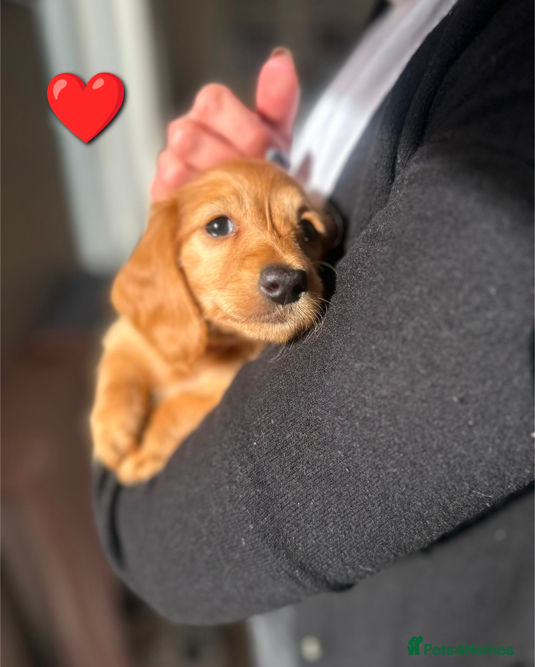 Miniature Dachshund dogs KC Reg cream L/hair Health Tested Mini Dachshund❤️ - Advert 2