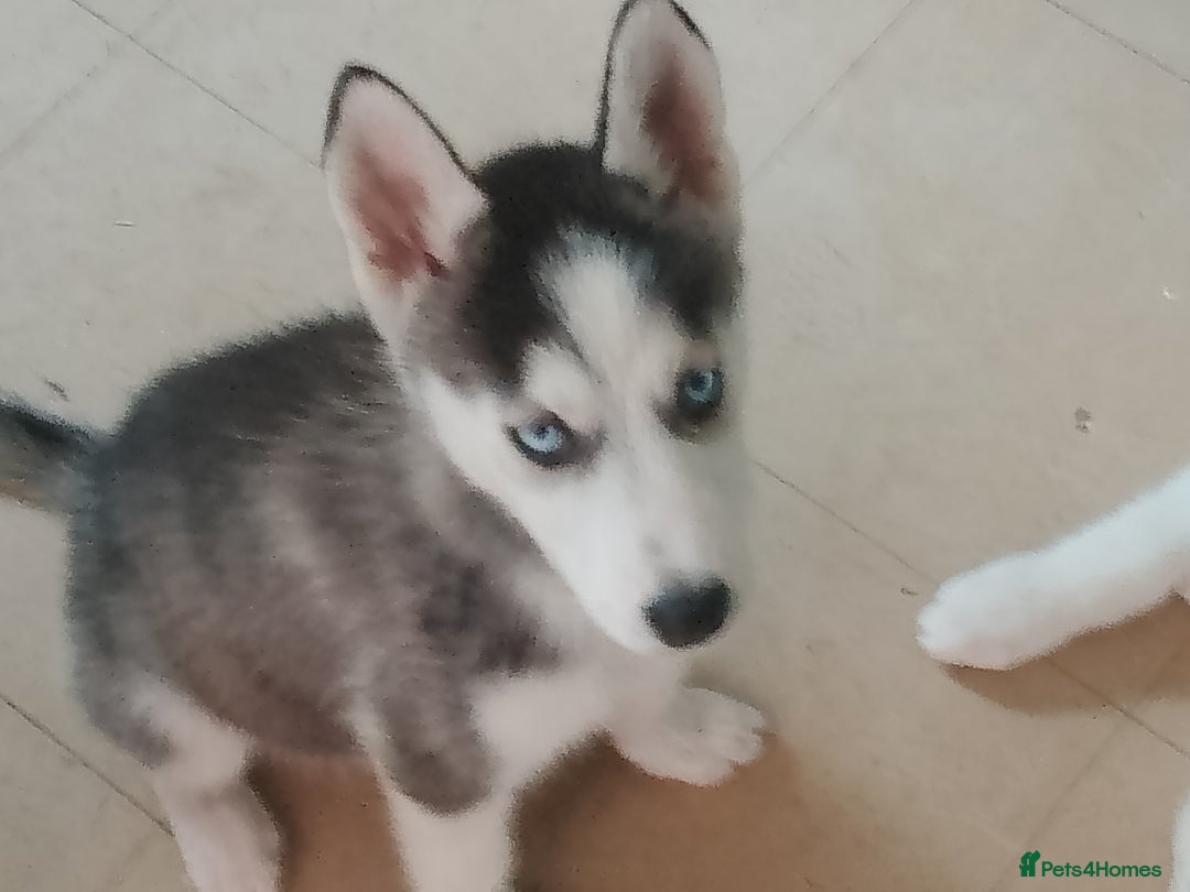 Siberian Husky dogs for sale: Siberian Husky Puppies in Birmingham - Image 17