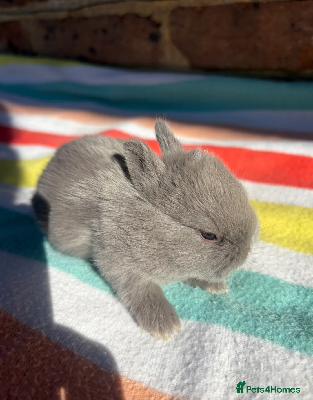 Netherland Dwarf rabbits for sale: 5 Sweet Netherland Dwarf bunnies available  - Advert 8