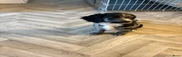 Cocker Spaniel dogs for sale: Beautiful cocker spaniels puppies  - Advert 8