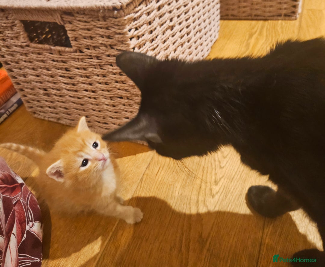 Mixed Breed cats for sale: Elven Bengal Mixes - Advert 34