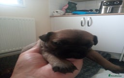 Mixed Breed dogs for sale: French bulldog cross jack Russell  - Image 4