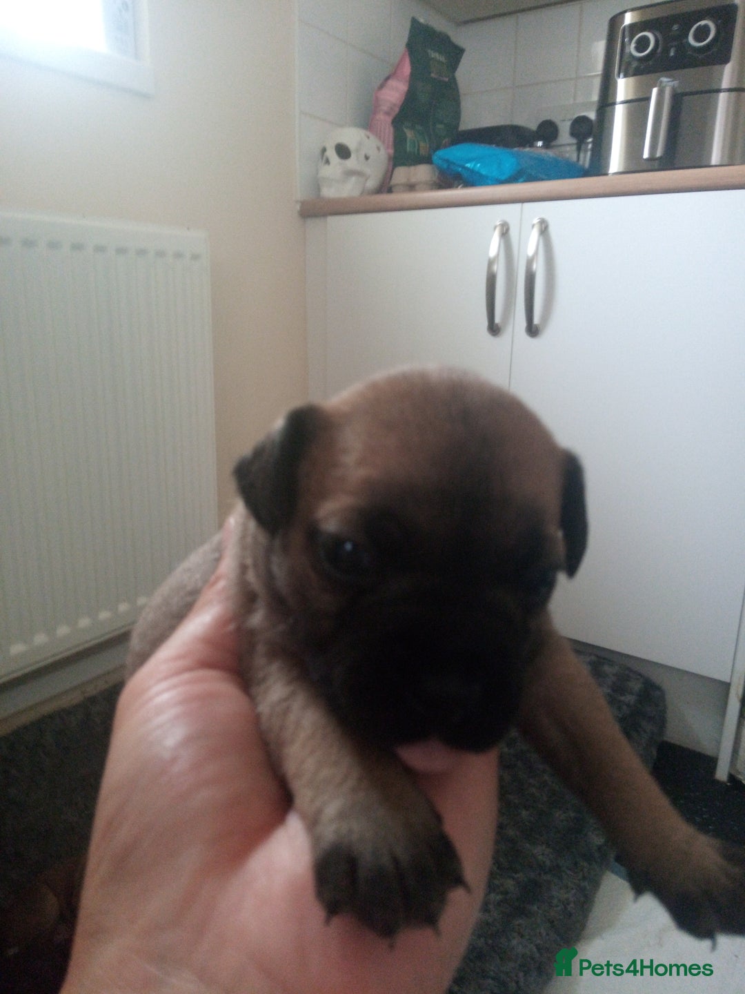 Mixed Breed dogs for sale: French bulldog cross jack Russell  - Image 4