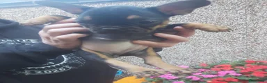 French Bulldog 5