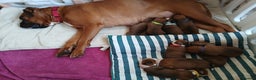 Boxer dogs for sale: 9 Boxer Puppies mix of bob&long tail ready 22 Jan - Advert 2