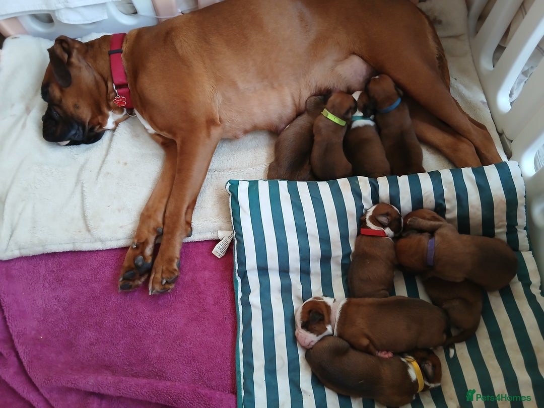 Boxer dogs for sale: 9 Boxer Puppies mix of bob&long tail ready 22 Jan - Advert 2