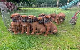 Rhodesian Ridgeback dogs for sale: Ridgeback: Chunky, Large Paws and Full Ridges  in Buckley - Image 2