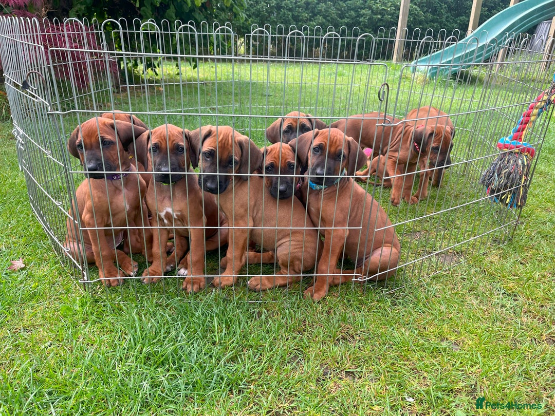 Rhodesian Ridgeback dogs for sale: Ridgeback: Chunky, Large Paws and Full Ridges  in Buckley - Image 2