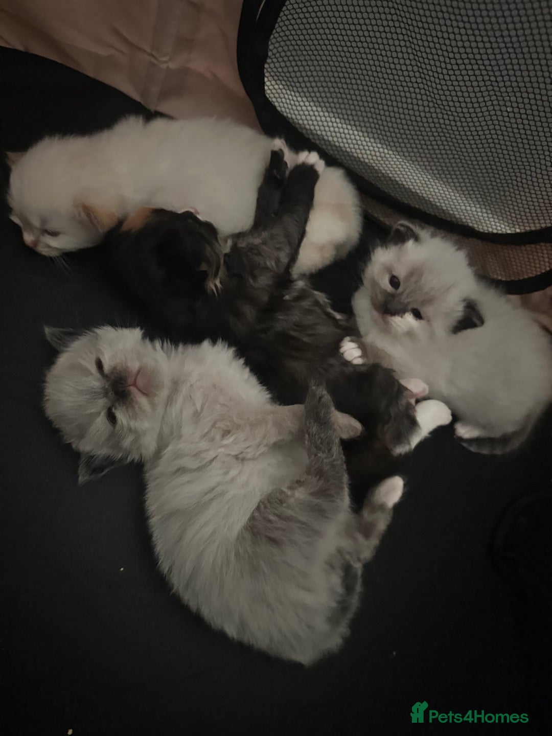 Ragdoll cats for sale: Ragdoll mix  - Advert 1