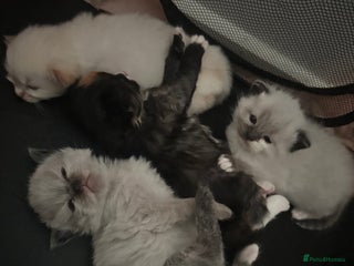 Ragdoll cats Ragdoll mix - Advert 1