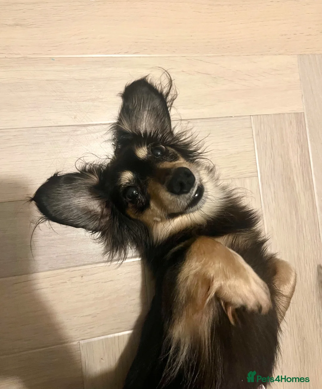 Miniature Dachshund dogs for sale: KC Cream Miniature Dachshund Puppies  - Advert 8