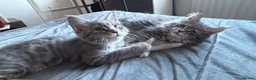 Maine Coon cats for sale: Beautiful GCCF registered Maine coon Kittens  - Advert 20