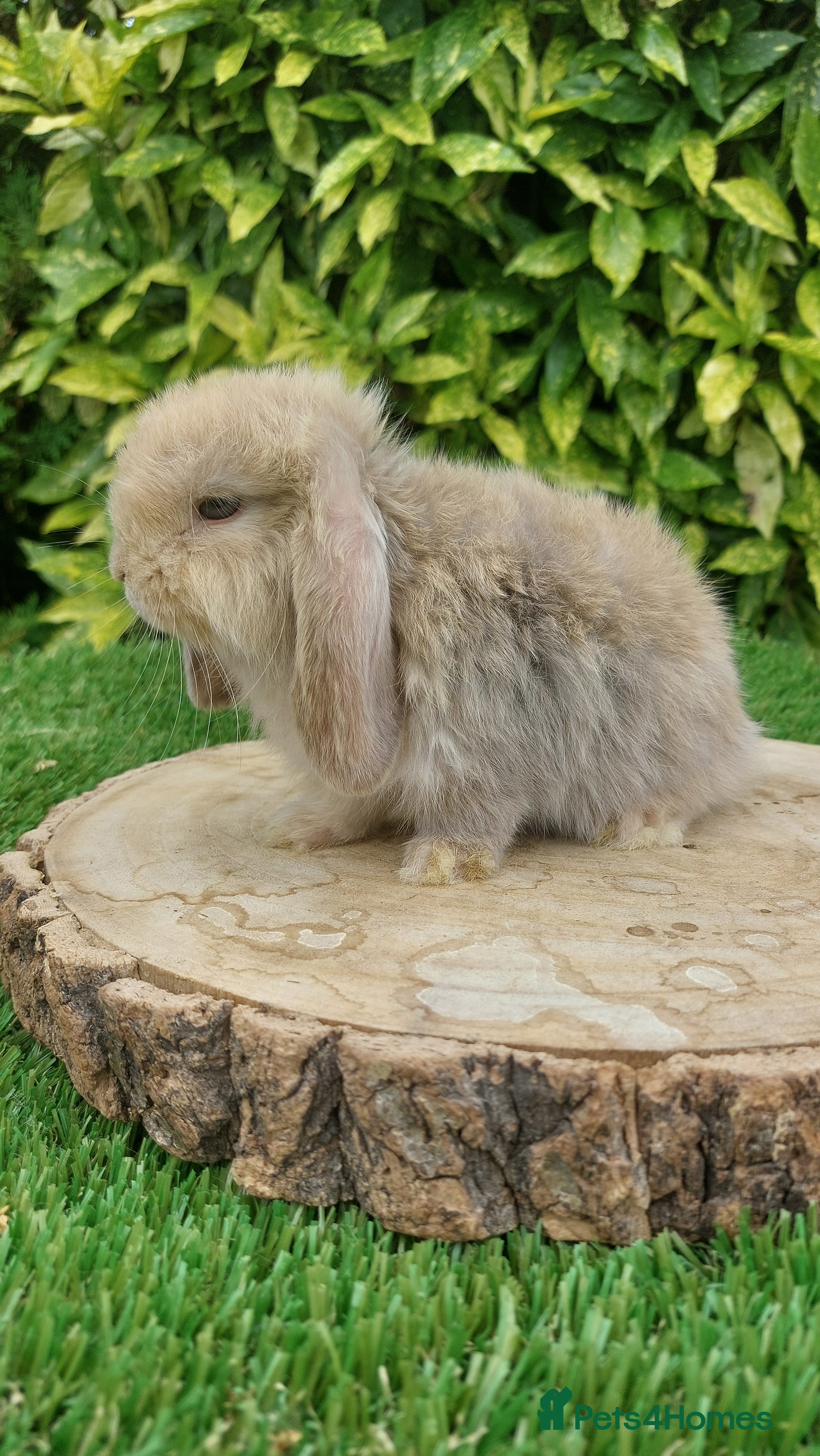 Mini Lop rabbits Pure bred mini lop baby rabbits  - Advert 3