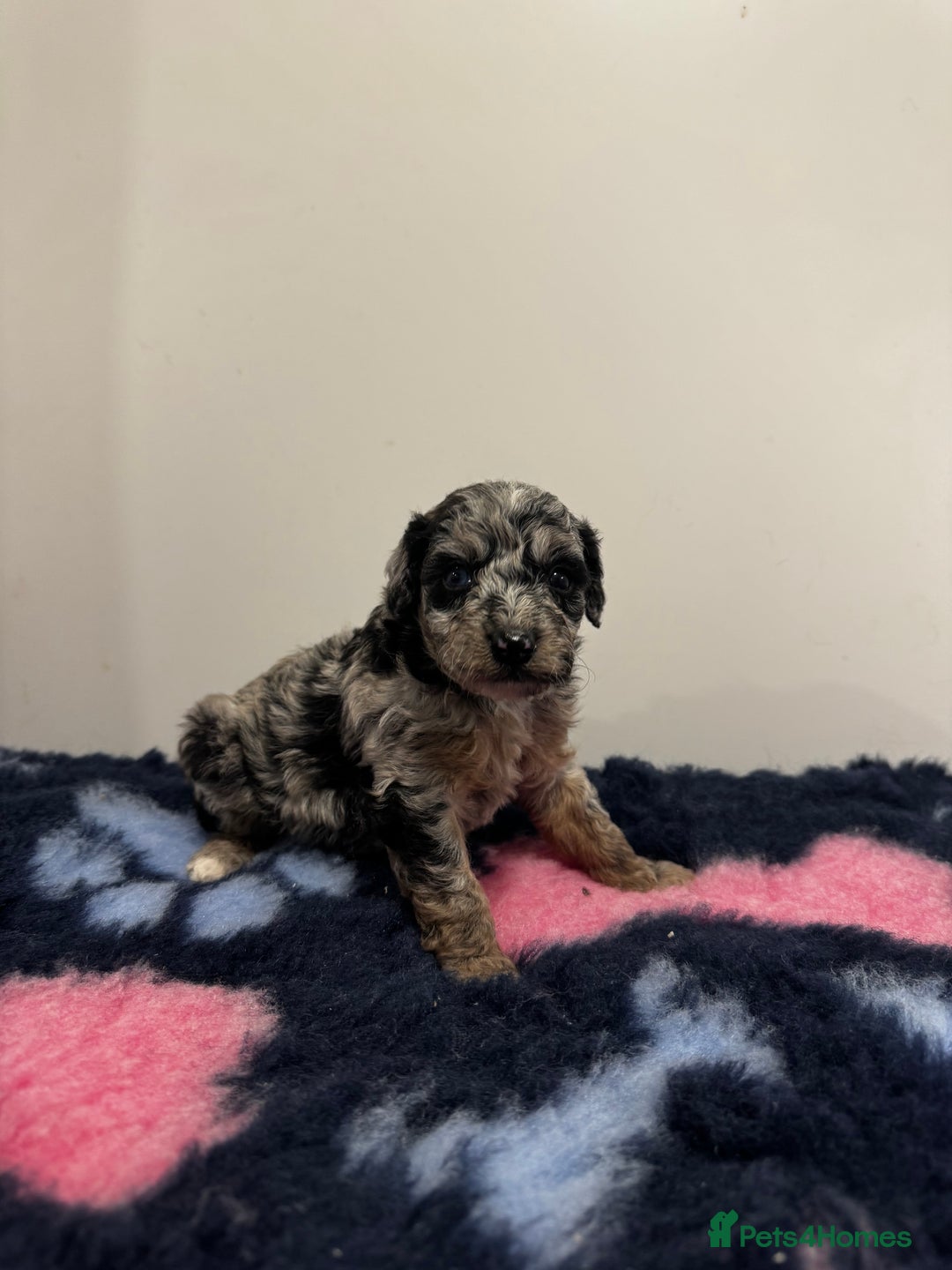 Cavapoo dogs for sale: 7 beautiful cavapoos  - Image 9