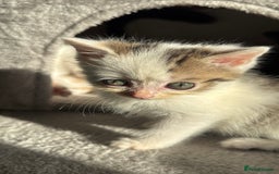 Persian cats for sale: mixed bombay and persian kittens  - Image 36