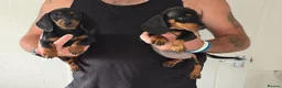 Miniature Dachshund dogs for sale: Beautiful miniture dachshund puppies  - Advert 3