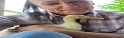 Ducks poultry for sale: 2 x indian runner ducks - Advert 1