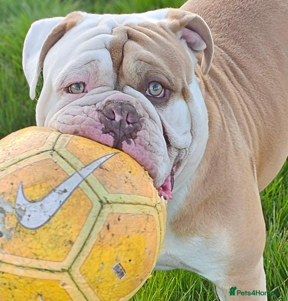 Olde English Bulldogge dogs OUR BEAUTIFUL BOY AKA STITCH (STUD) - Advert 13