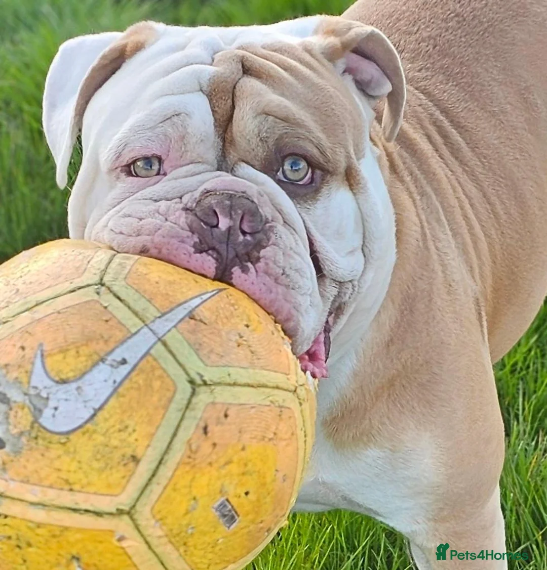 Olde English Bulldogge dogs for stud: OUR BEAUTIFUL BOY AKA STITCH (STUD) KENT BASED  - Advert 1