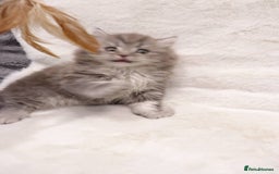British Shorthair cats for sale: Champion Bloodlines BSH kittens  - Image 9