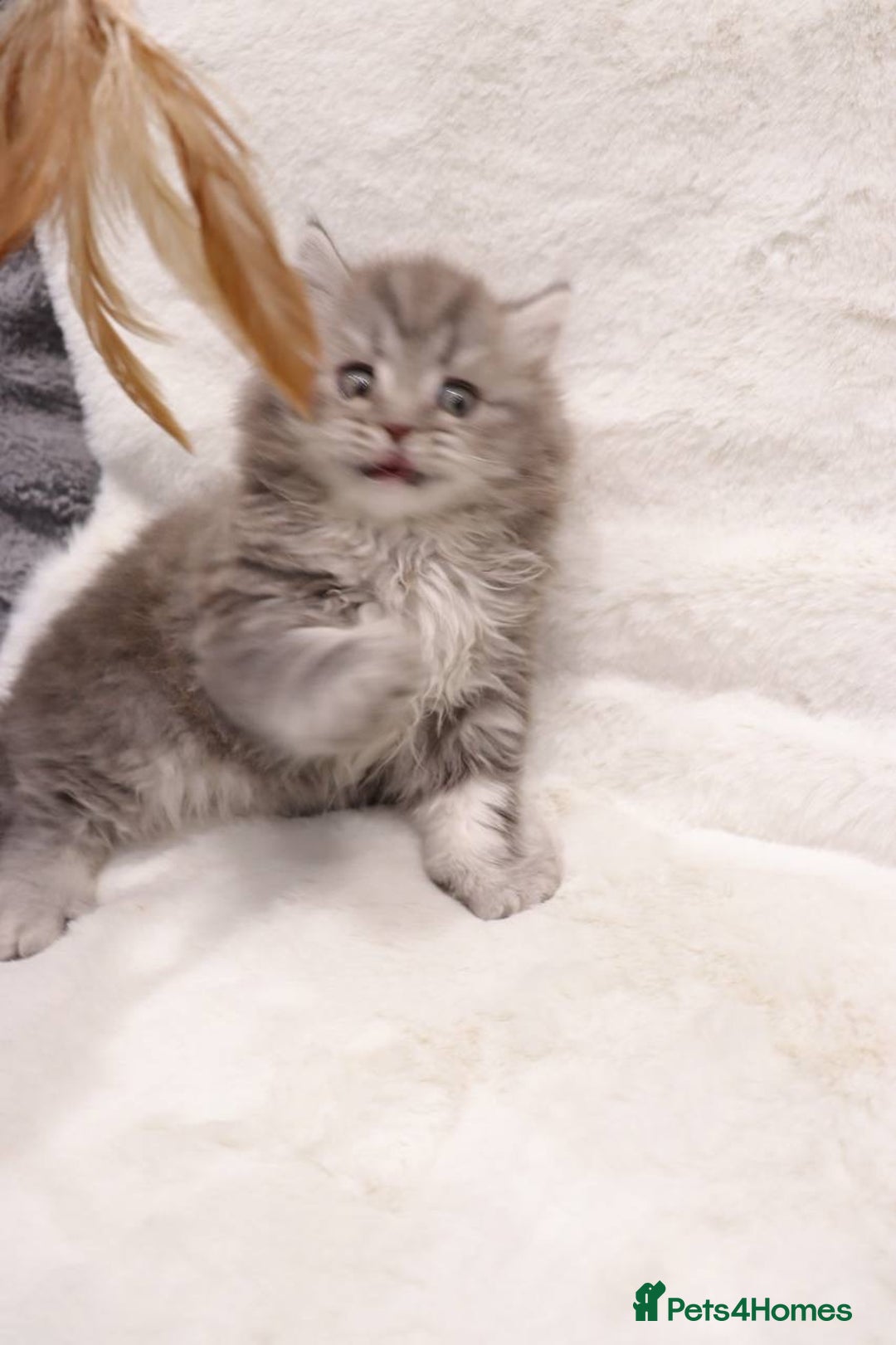 British Shorthair cats for sale: Champion Bloodlines BSH kittens  - Image 9