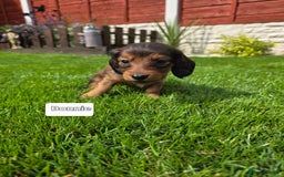Dachshund dogs for sale: Red long-haired standard dachshund puppies - Image 9