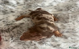 Miniature Dachshund dogs for sale: Miniature dachshunds  - Image 3