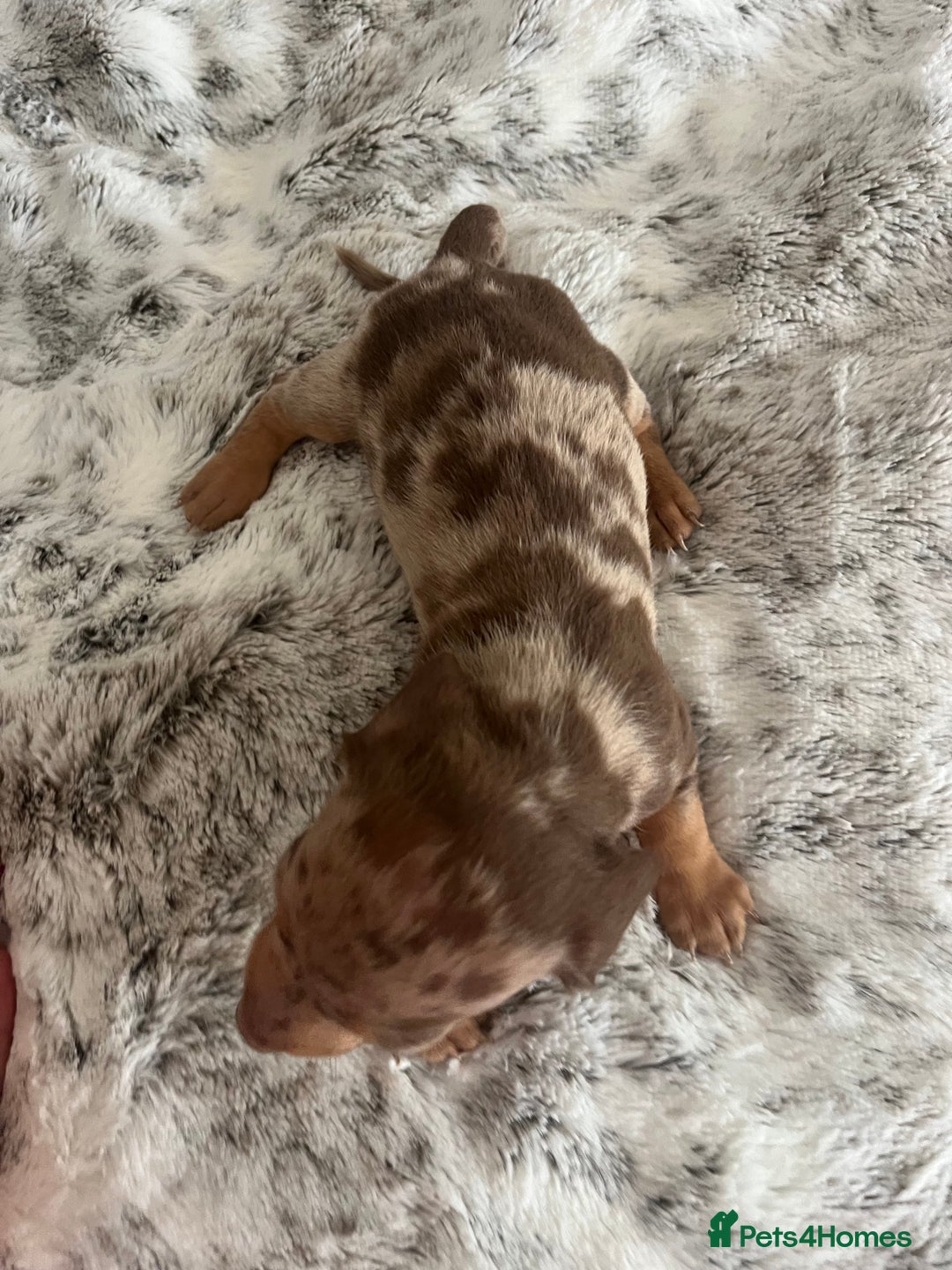 Miniature Dachshund dogs for sale: Miniature dachshunds  - Image 3