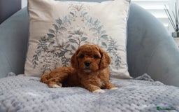 Cavapoochon dogs for sale: Beautiful Cavapoochons looking for forever homes - Image 15