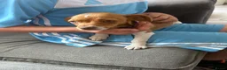 Mixed Breed dogs for sale: Beautiful Cavajack Puppies Ready to be homed  - Advert 3
