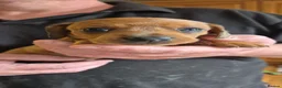 Miniature Dachshund dogs for sale: Short haired minature dachshund  - Advert 13