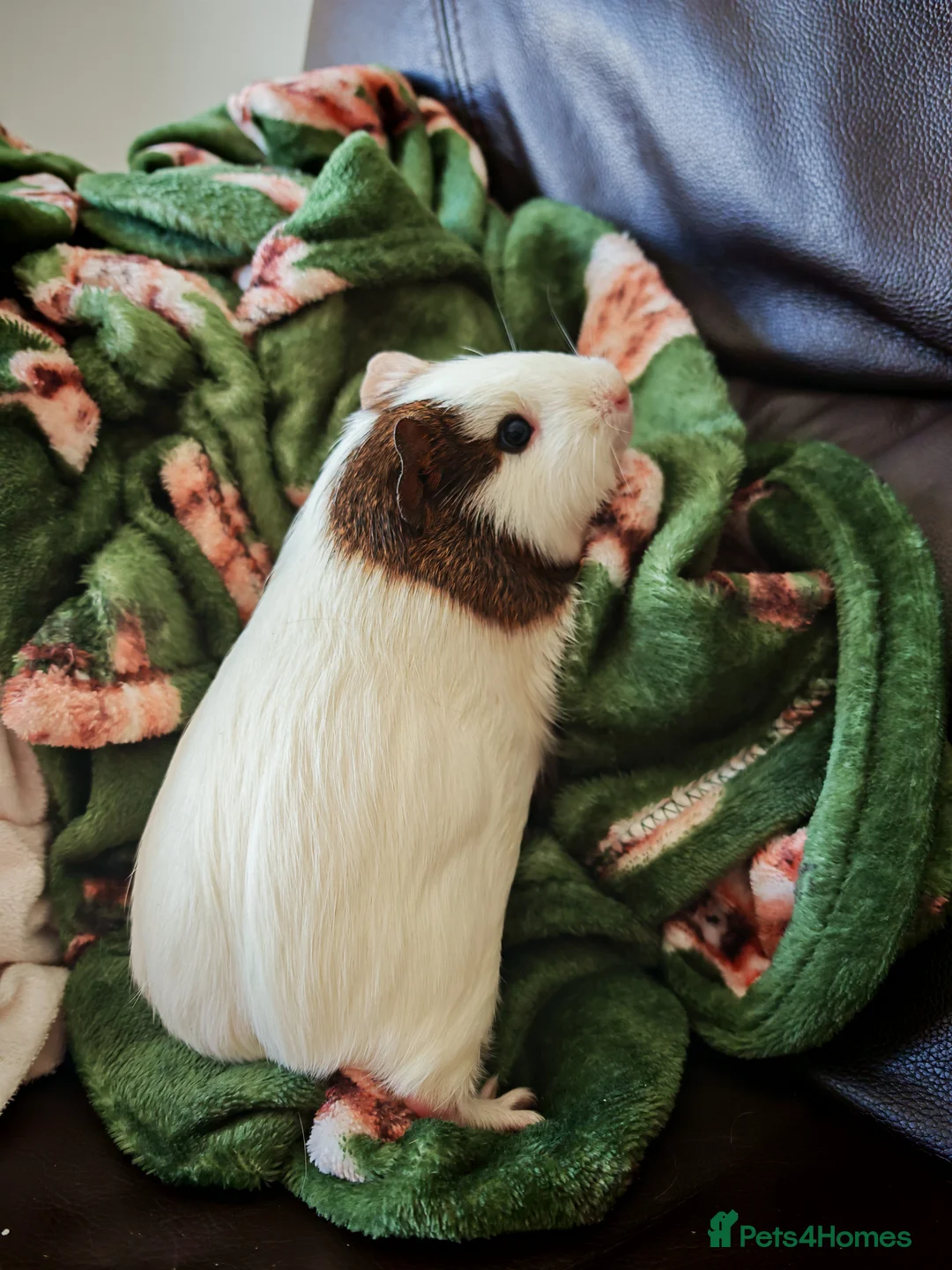 Mixed Breed rabbits for sale: Two female guinea pigs  in Stockport - Advert 2