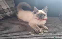 Ragdoll cats for sale: Ragdoll kittens - Image 6