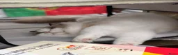 Ragdoll cats for sale: A Gentle Ragdoll Companions Awaits - Advert 4