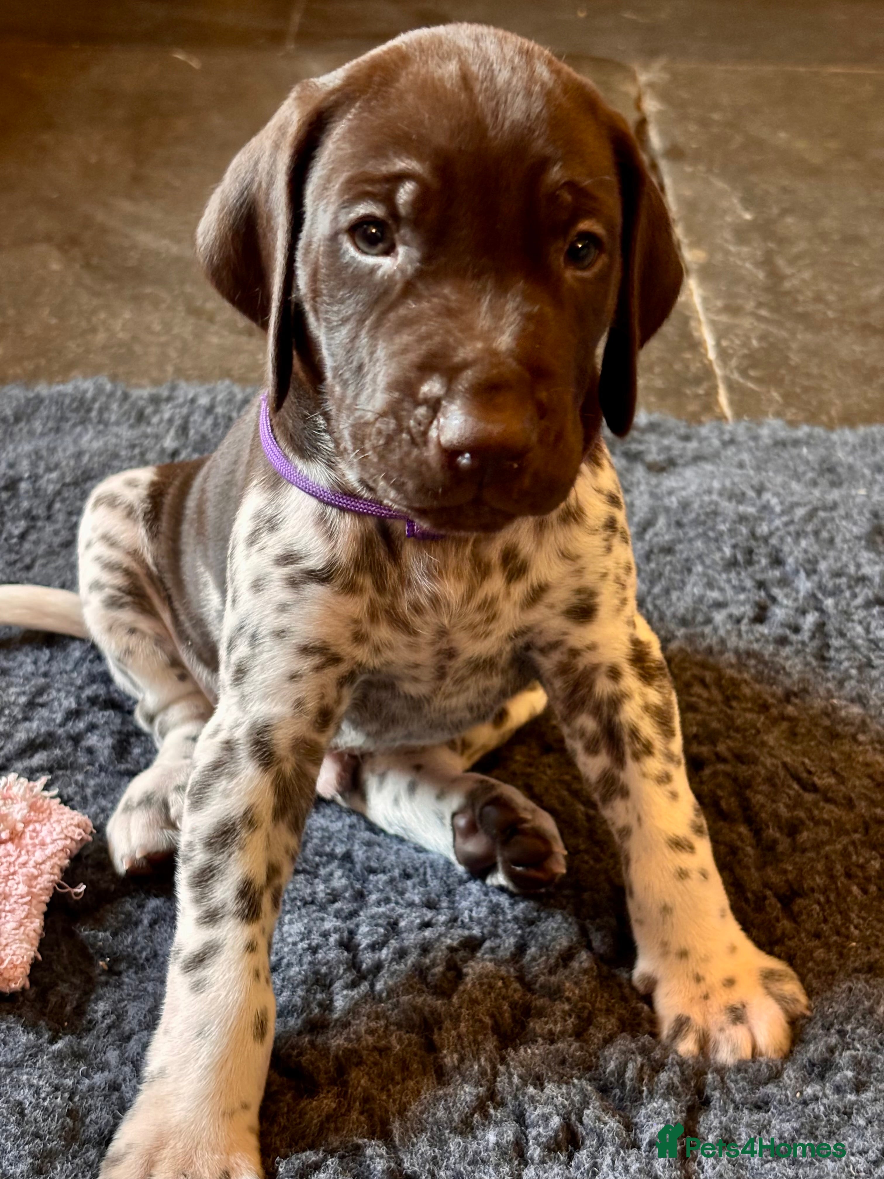 German Shorthaired Pointer dogs Beautiful KC registered GSP pups.   - Advert 2