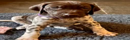 German Shorthaired Pointer dogs for sale: Healthy,Happy KC Registered GSP pups.  - Advert 37