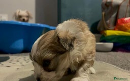 Mixed Breed dogs for sale: Maltese x chihuahua puppies for sale  - Image 10